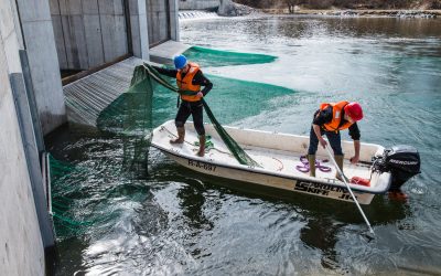 Wasserkraftwerk Au gehört zu den fischschonendsten Kraftwerken in Deutschland