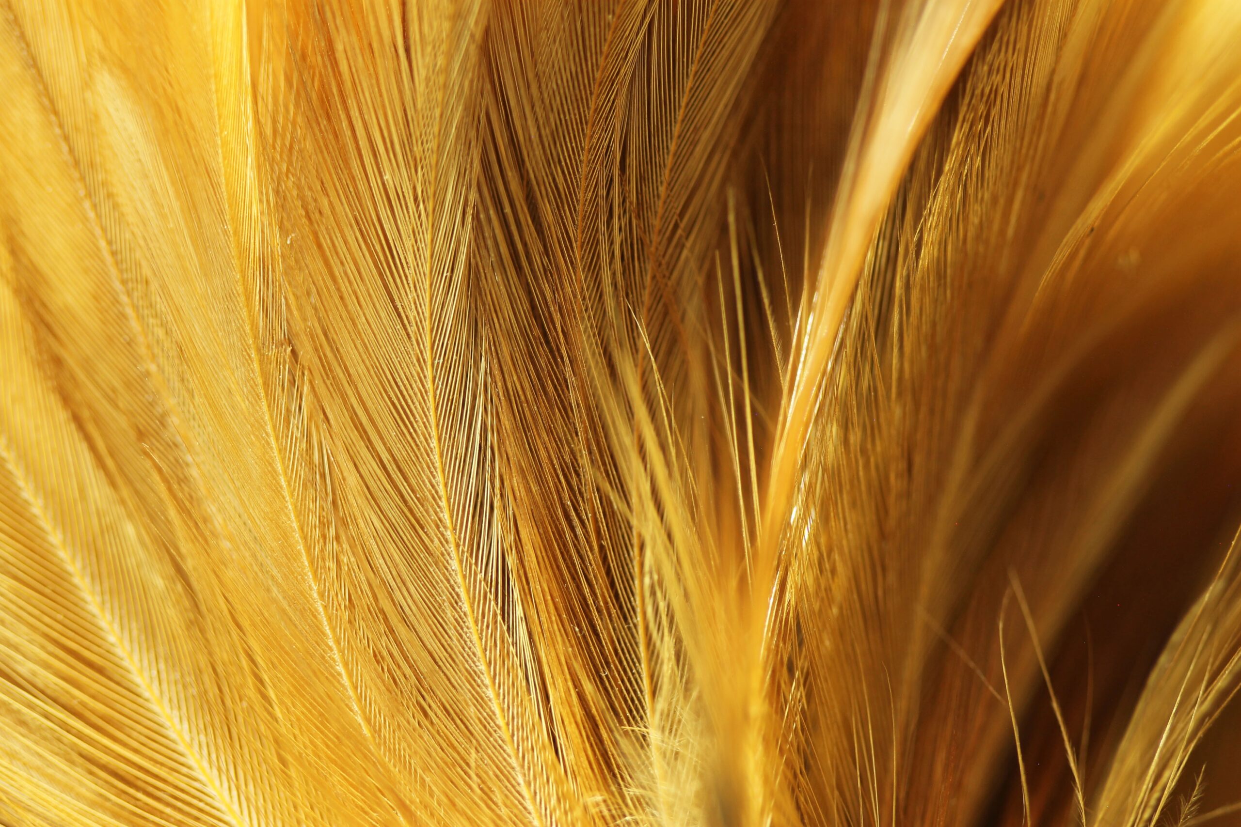 1113990-chicken-feathers-836343